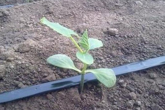 節(jié)水種植技術(shù)的管道，滴灌管道是什么原理?